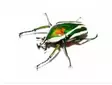 Dicronorhina derbyana derbyana toukat - Kuoriaiset, sauvasirkat ym - 4564123 - 1
