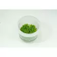 In Vitro Helmiruoho - Akvaariokasvit - 56523 - 1