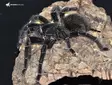 Lasiodora parahybana naaras 6cm - Hämähäkit ja skorpionit - 2255522 - 1