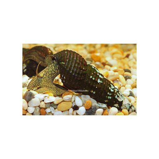 ELEFANTTIKOTILO , kultainen jalka - Ravut ja kotilot - 03402121513 - 1