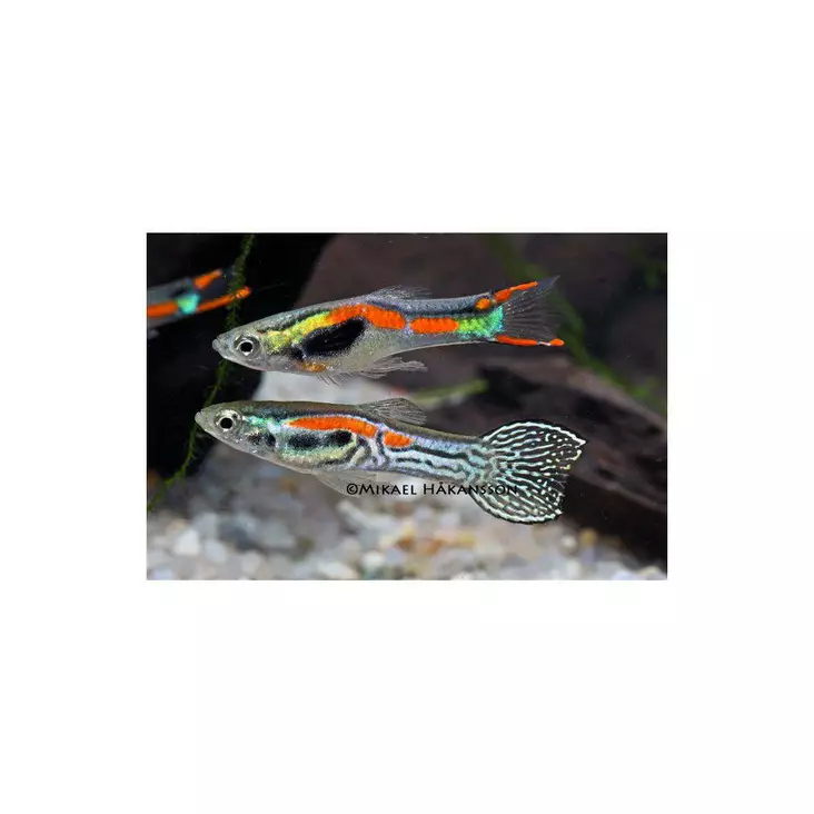 Hohtomiljoonakala "punainen multiväri" - Synnyttävät ja killit - 7030123 - 1