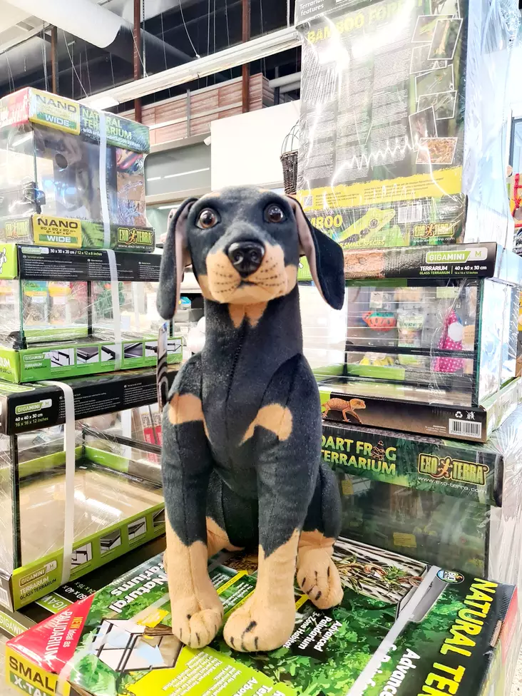 Istuva Rottweiler 54cm - Lahjatavarat lemmikin omistajalle - 7330002025583 - 2