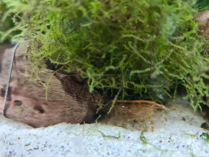 Juovaharjarapu - Ravut ja kotilot - 7120053 - 1