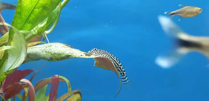 Juovaperhosnuoliainen - Nuoliaiset - 3600033 - 1