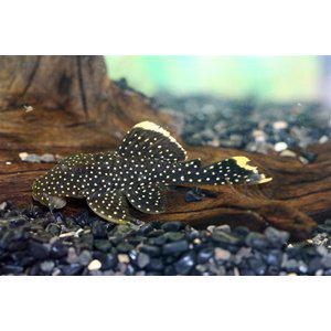 L-018 Golden Nugget - Pohjakalat - 3955604777483 - 1