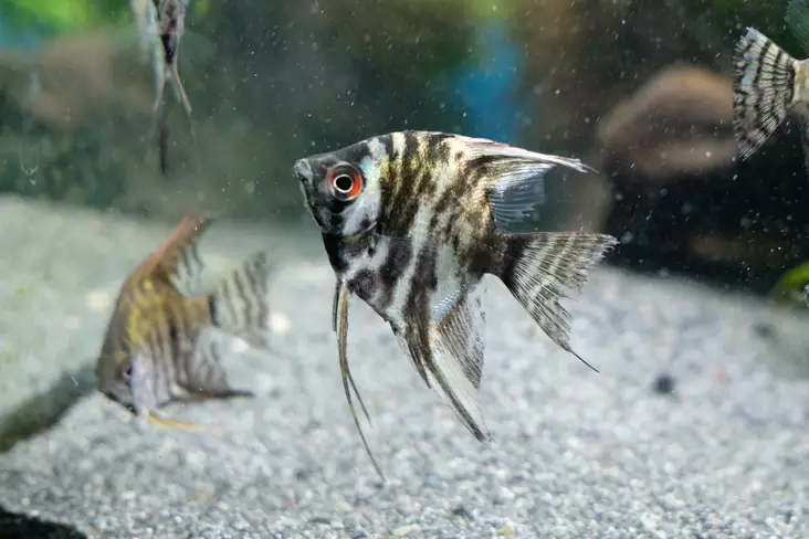 Lehtikala marmori - Kirjoahvenet - 7080203 - 1