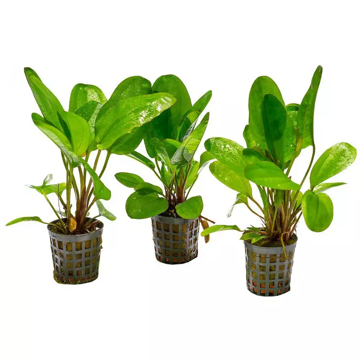 Akvaariokasvi Echinodorus Midifleur - Akvaariokasvit - 097013701463 - 1