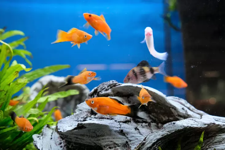 Miekkapyrstö mix - Synnyttävät ja killit - 7070013 - 1