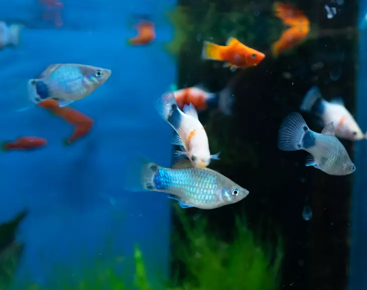 Platy Mix - Synnyttävät ja killit - 7070143 - 1