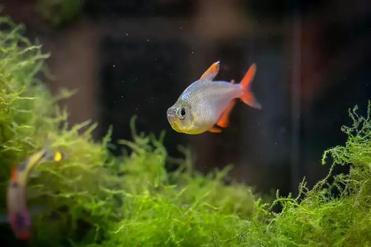 Safiiritetra H. columbianus - Tetrat - 7010293 - 1