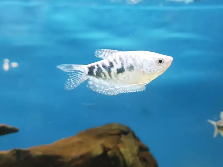 Sinirihmakala - Labyrinttikalat - 7050153 - 1