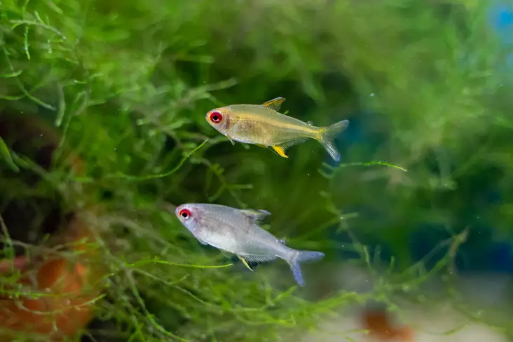 Sitruunatetra - Tetrat - 7010323 - 1