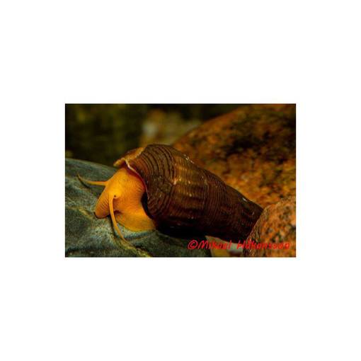 ELEFANTTIKOTILO , keltainen jalka - Ravut ja kotilot - 034021400034213 - 1