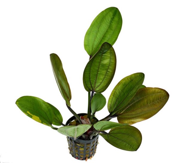 Akvaariokasvi vesimiekkalaji - Akvaariokasvit - 3453333 - 1