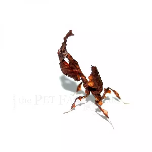 Aavesirkka Phyllocrania paradoxa - Kuoriaiset, sauvasirkat ym - 4250349409453 - 1