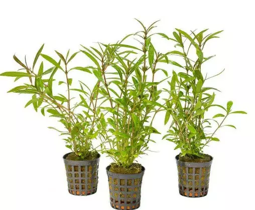 Akvaariokasvi vesitähdikkilaji - Akvaariokasvit - 0930193 - 2