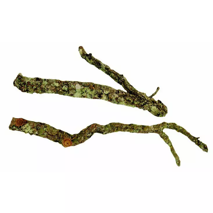 Aquadeco korkkinoksa 60cm - Puut, korkit ja kivet - 4260092572243 - 1