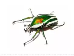 Dicronorhina derbyana derbyana toukat - Kuoriaiset, sauvasirkat ym - 4564123 - 1