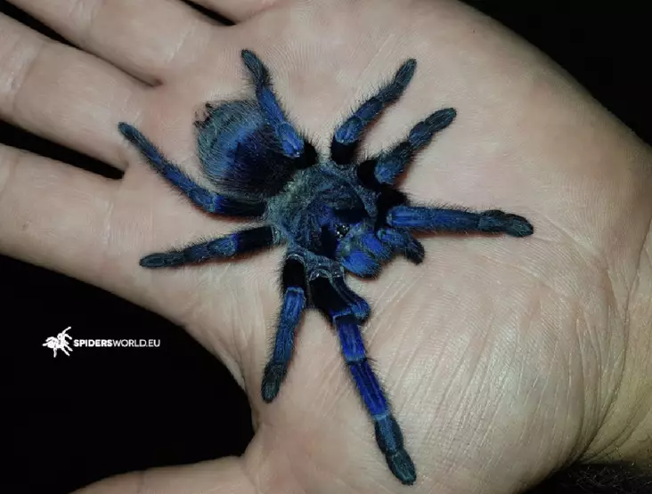 I Brasilian sininen tarantula 5cm naaras - Hämähäkit ja skorpionit - 2225553 - 1