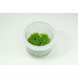In Vitro Helmiruoho - Akvaariokasvit - 56523 - 1