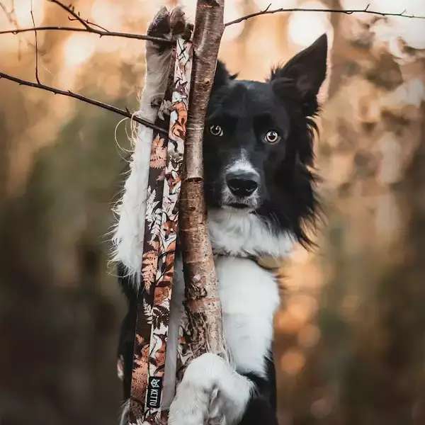 KETTU Monitoimitalutin "Ruskea Kettu" - Koiran tekstiilitaluttimet - 0004190201203 - 1