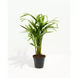 Kultapalmu Chrysalidocarpus Lutescens Ar - Terraariokasvit elävät - 0972603 - 1