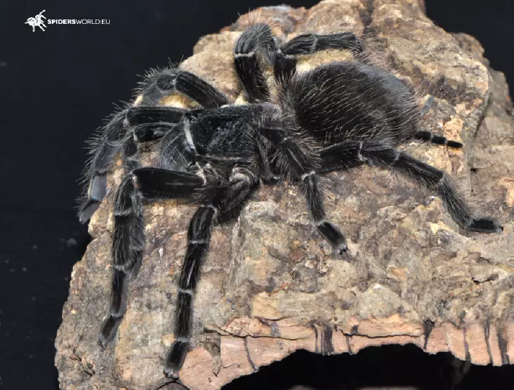 Lasiodora parahybana naaras 6cm - Hämähäkit ja skorpionit - 2255522 - 1