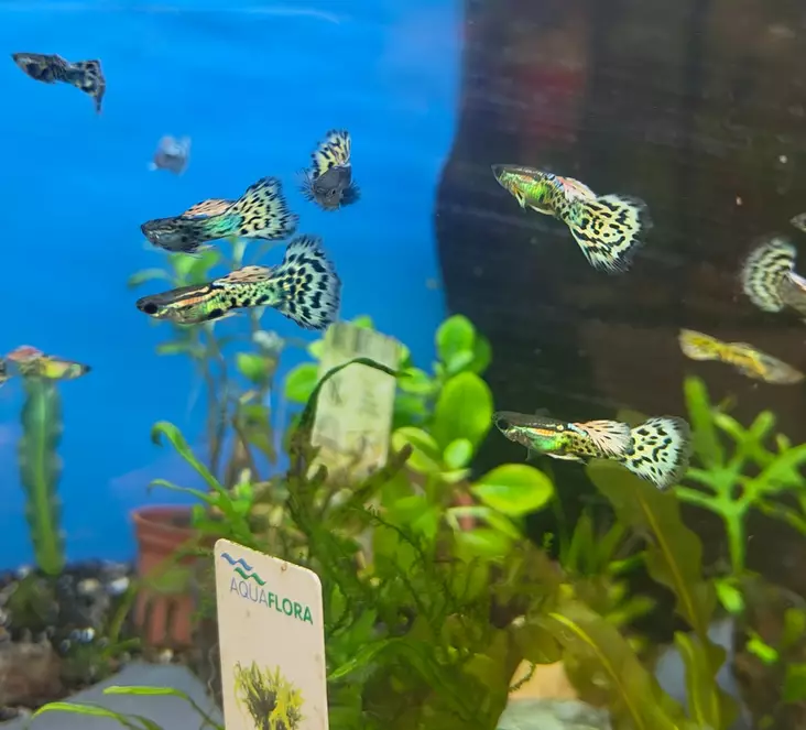 Miljoonakala uros Leopard - Synnyttävät ja killit - 418493 - 1