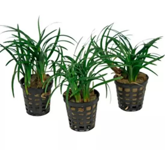 Mukulakäärmeenparta "kyoto" - Akvaariokasvit - 0458743 - 1