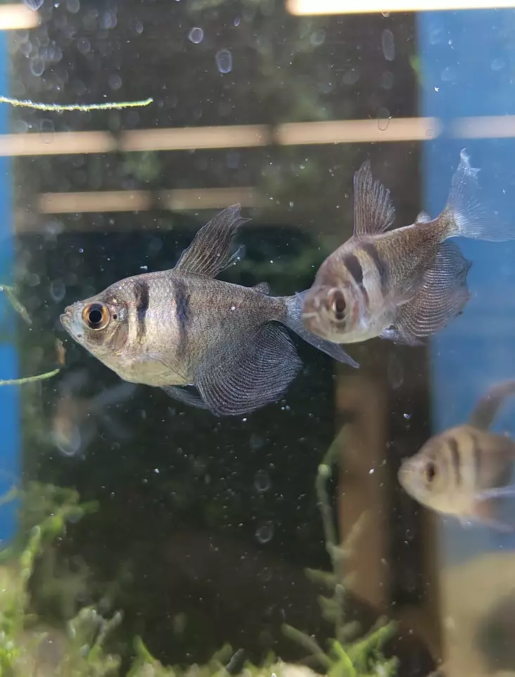 Mustatetra huntueväinen - Tetrat - 254903 - 1