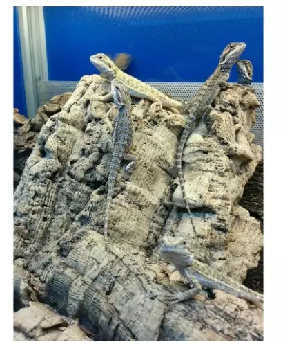 Parta-agama Pocona vitticeps - Liskot ja kilpikonnat - 035.51993 - 1