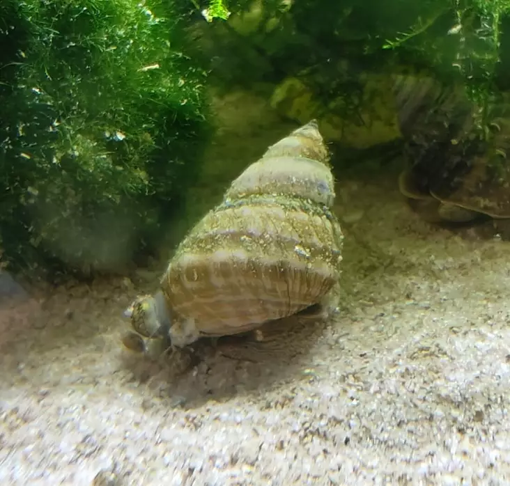 Pianokotilo Taia naticoides - Ravut ja kotilot - 488253 - 2