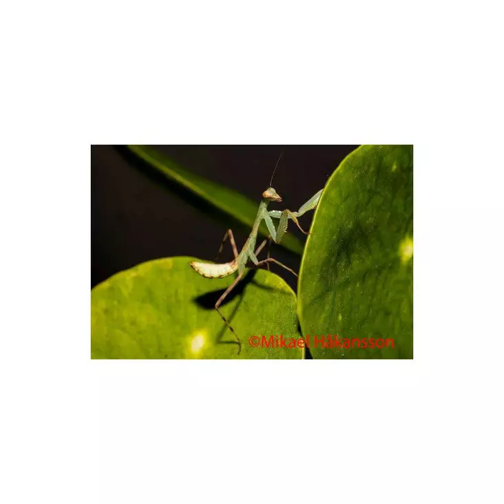 Rukoilijasirkka Hierodula patellifera - Kuoriaiset, sauvasirkat ym - 0344803 - 1