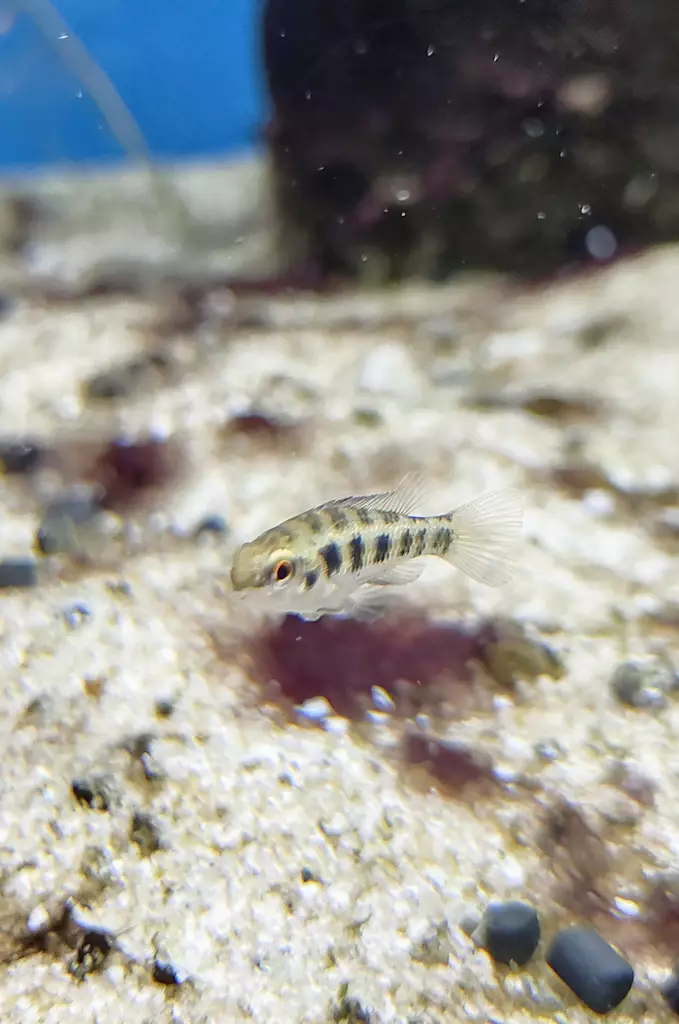 Ruutuakara Crenicara filamentosa - Kirjoahvenet - 668003 - 1