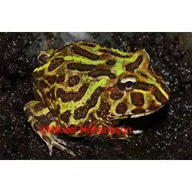 Sarvisammakko - Sammakot - 2265533 - 1