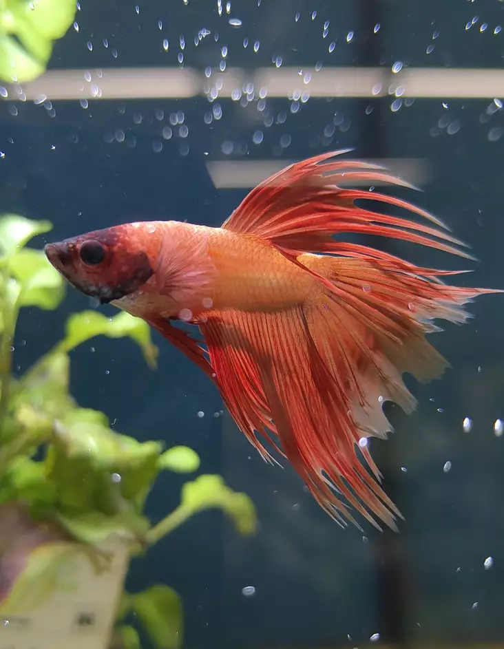 Taistelukala koiras Ct oranssi - Labyrinttikalat - 70040053 - 2