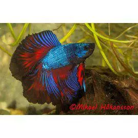 Taistelukala koiras SUPERDELTADOUBLETAIL - Labyrinttikalat - 0231603 - 1