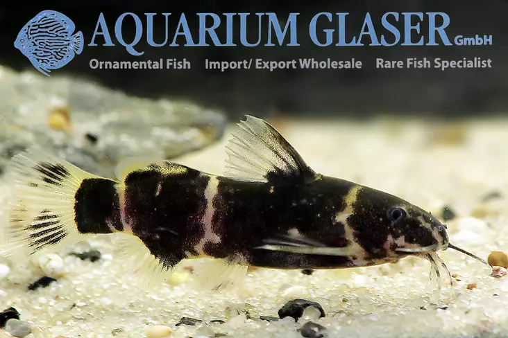 Vähäripsimonni - Pohjakalat - 149303 - 1