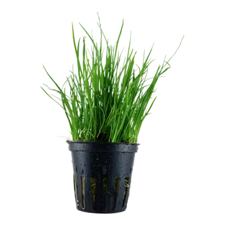 Maorinkääpiöruoho - Akvaariokasvit - 095400502254 - 1