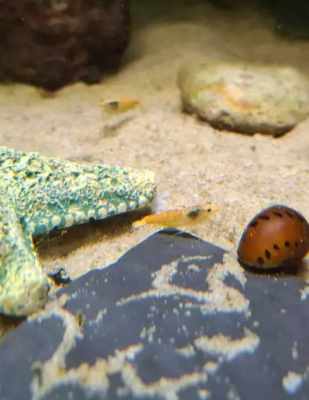 Kirsikkasukarapu oranssi kurpitsa - Ravut ja kotilot - 15648974 - 1