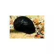 Kypäräleväkotilo - Ravut ja kotilot - 0340214444 - 1