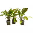 Akvaariokasvi Echinodorus altlandsberg - Akvaariokasvit - 097142300094 - 1