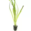 Vallisneria "Gigantea" - Akvaariokasvit - 0546624 - 1