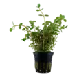Rotala rotundifolia, hentorotala - Akvaariokasvit - 033344 - 1