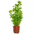 Luhtarusolehti Ludwigia palustris 'Green - Akvaariokasvit - 52263418574 - 1