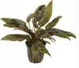 Akvaariokasvi Cryptocoryne wendtii "brow - Akvaariokasvit - 7020014 - 1