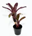 Bromelia Neoregelia sp. amazon - Terraariokasvit elävät - 265147894 - 1