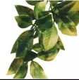 Exoterra mandariini medium - Tekokasvit - 015561230124 - 1