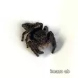 Hyppyhämähäkki Phidippus spec. “Ometepe” - Hämähäkit ja skorpionit - 03402924 - 1