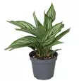 Maija vittata - Terraariokasvit elävät - 41654894164 - 1